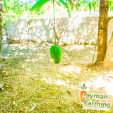 Cayman-farming-Mar-31-20-post