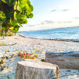 SeaGrapeTree-stump