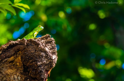 Baby Iguana