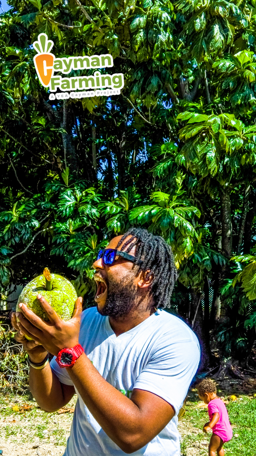 breadfruit 3